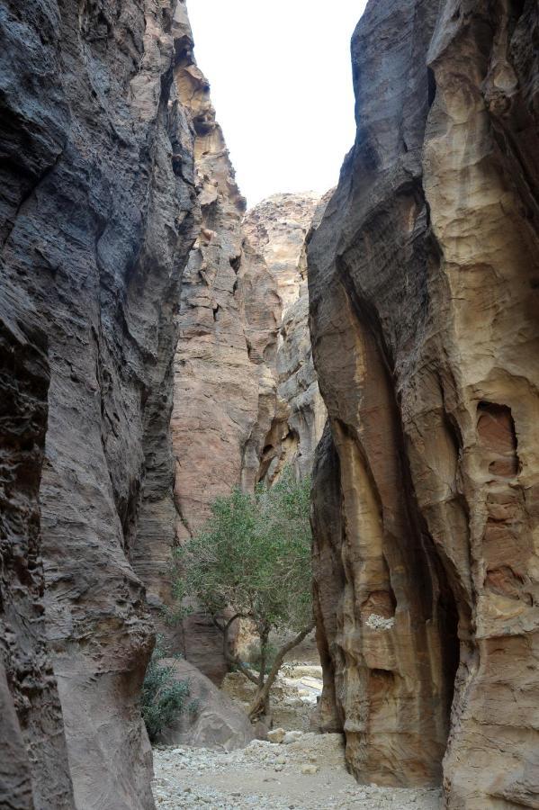 The Rock Camp Petra Hotel Wadi Musa Exterior foto